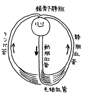 リンパ液の流れ